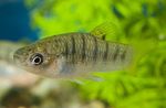 Photo Aquarium Fish Hump-backed Limia (Poecilia nigrofasciata, Limia nigrofasciata), Striped