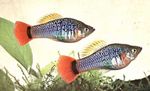 Photo Aquarium Fish Papageienplaty (Xiphophorus variatus), Silver