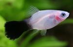 Photo Aquarium Fish Papageienplaty (Xiphophorus variatus), White