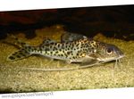 Pictus Catfish Freshwater Fish  Photo