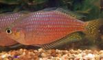 Photo Aquarium Fish Melanotaenia splendida rubrostriata, Striped