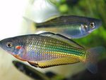 Mareja Rainbowfish  Foto un ka