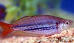 Dwarf Rainbowfish  foto e cuidado