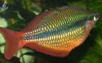 Regal Rainbowfish  Foto un ka
