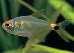 Head and tail light tetra  Photo and care