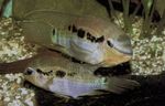 Krobia Itanyi Flussfisch  Foto