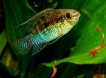 Photo Aquarium Fish Dwarf Flag Cichlid (Laetacara curviceps), Motley
