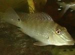 Earth Eater, Demon fish Freshwater Fish  Photo