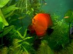 Rote Diskus Flussfisch  Foto
