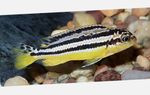 Golden Mbuna Freshwater Fish  Photo