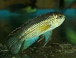 Photo Aquarium Fish Golden Dwarf Cichlid (Nannacara anomala), Gold