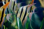 mynd Fiskabúr Fiskur Altum Angelfish (Pterophyllum altum Pellegrin), röndóttur