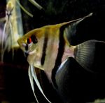 Angelfish Scalare Foto und kümmern