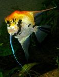 Angelfish Scalare სურათი და ზრუნვა
