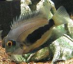 Photo Aquarium Fish Uaru Cichlid (Uaru amphiacanthoides), Striped