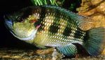 Hemichromis fasciatus Freshwater Fish  Photo