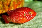 Red Jewel Cichlid Freshwater Fish  Photo