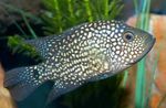 Texas Cichlid Freshwater Fish  Photo