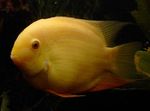 Photo Aquarium Fish Severum (Cichlasoma severum, Heros serverus), Yellow