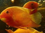 Photo Aquarium Fish Severum (Cichlasoma severum, Heros serverus), Red