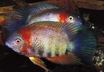 Photo Aquarium Fish Severum (Cichlasoma severum, Heros serverus), Motley