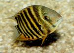 Photo Aquarium Fish Severum (Cichlasoma severum, Heros serverus), Striped