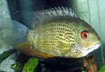Photo Aquarium Fish Severum (Cichlasoma severum, Heros serverus), Spotted