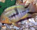 T-Bar Cichlid Freshwater Fish  Photo