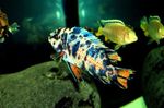Photo Aquarium Fish Malawi Dream (Labeotropheus fuelleborni), Motley