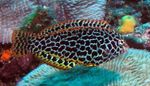 Леопард Врассе морска риба (морска вода)  фотографија