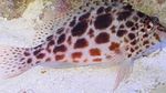 Spotted hawkfish  Photo and care