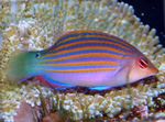 Six-line Wrasse  Photo and care
