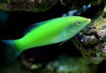 Green wrasse, Pastel-green wrasse Photo and care