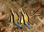 Banggai Kardinal Riba morske ribe (more)  Foto