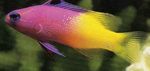 Photo Aquarium Fish Fairy Basslet (Gramma loreto, Royal gramma), Motley