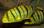 Goldenen Trevally Meeresfische (Meerwasser)  Foto