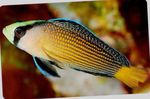 Splendid Dottyback  Photo and care