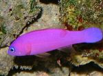 Purple Dottyback  Photo and care