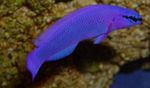 Orchid Dottyback  Photo and care