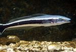Blå Blanquillo marin fisk (sjøvann)  Bilde
