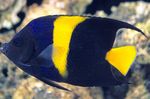 foto Pesci d'Acquario Asfur Angelfish (Pomacanthus asfur), Blu