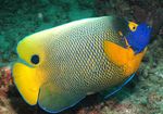 Blueface Angelfish Marine Fish (Sea Water)  Photo