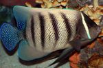 Photo Six Bar Angelfish (Pomacanthus sexstriatus, Euxiphipops sexstriatus), Striped