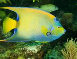 Queen Angelfish Photo and care