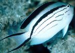 Lamarcks Angelfish Marine Fish (Sea Water)  Photo