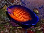 Bellezza Corallo Angelfish  foto e la cura
