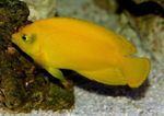 Photo Yellow Angelfish (Centropyge heraldi), Yellow