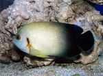 Half Black Angelfish Marine Fish (Sea Water)  Photo