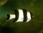 Vier Streifen Damselfish Meeresfische (Meerwasser)  Foto