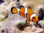 foto Pesci d'Acquario Ocellaris Clownfish (Amphiprion ocellaris), Strisce